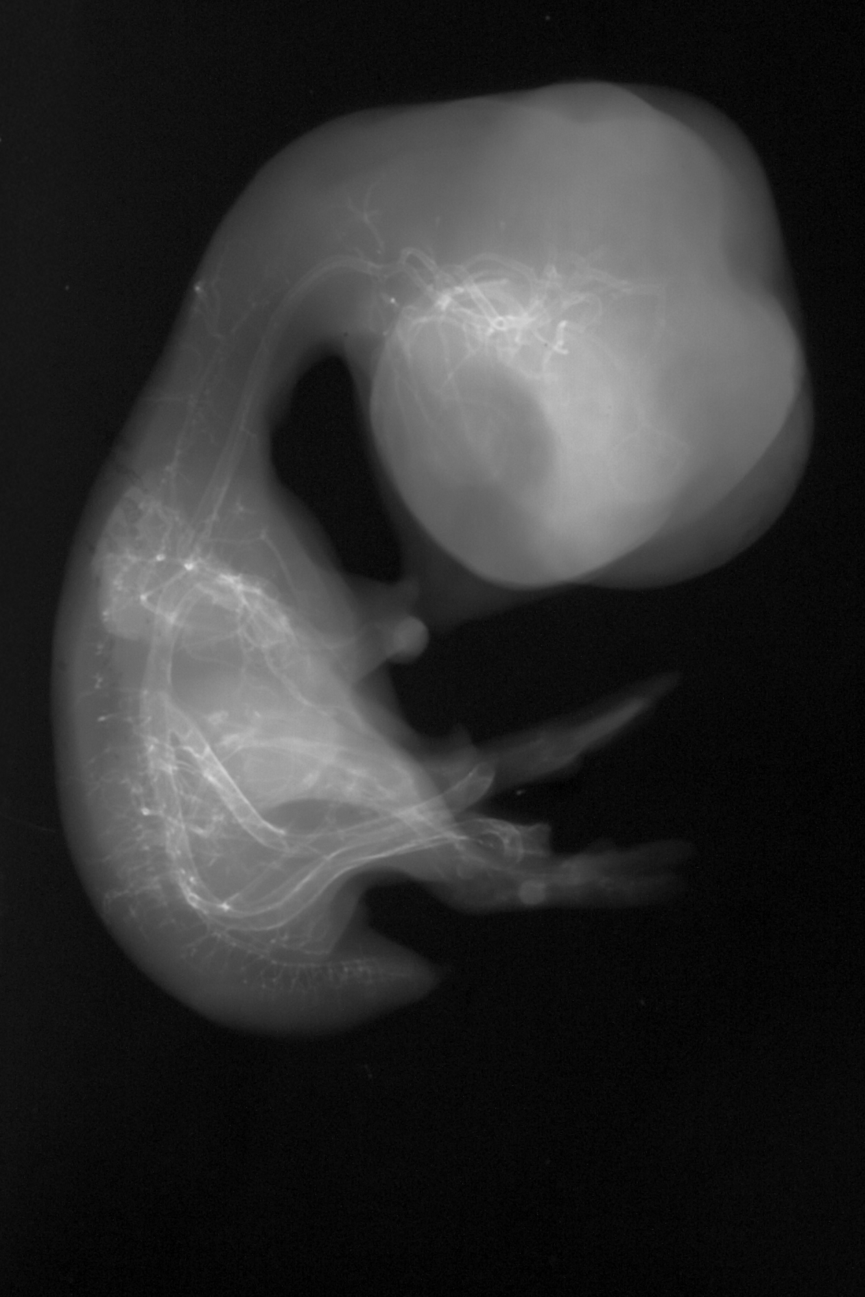 stage 35 chick embryo x-ray